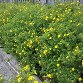 Potentilla frut. 'Goldfinger' - Potentil